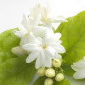 Indian Jasmine